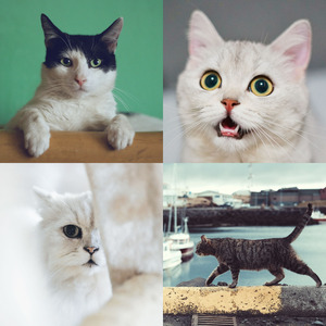 安静的训练猫声音