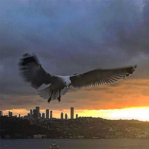 Martılar (feat. Nefes)