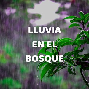 Lluvia en el Bosque