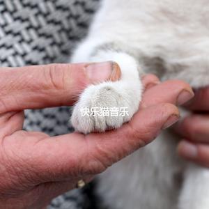 Cool Backdrops for The Happiest Cats