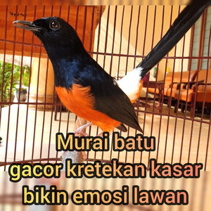 Murai Batu Gacor Kretekan Kasar Bikin Emosi Lawan