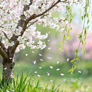 断不了的执念 (Cover 王佳音)