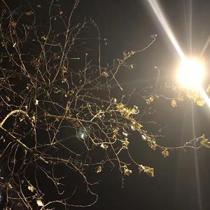 甄（Prod.by Raspo）