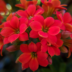 아이비 제라늄 Ivyleaved Geranium