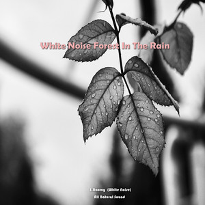 백색소음 비오는 숲속 (ASMR, 집중 자장가)