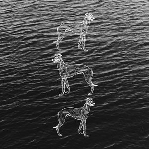 Three 3-Legged Dogs