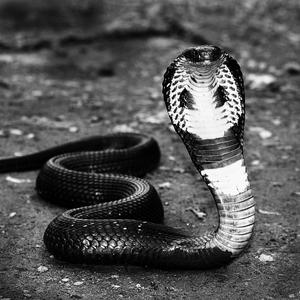 Cobra (feat. Big Gusto)