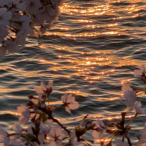 日落海边与樱花树下