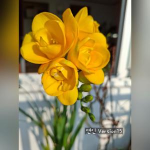 연인 (Version15)