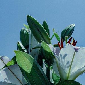 Blanco Facil