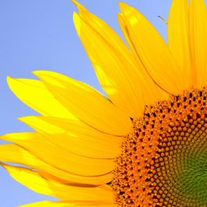 向日葵，向太阳 伴奏