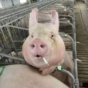 一头大肥猪