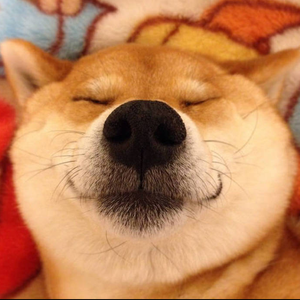 啷个哩个啷（Cover 鹏泊）