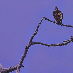 Continuity (Slowed Down)