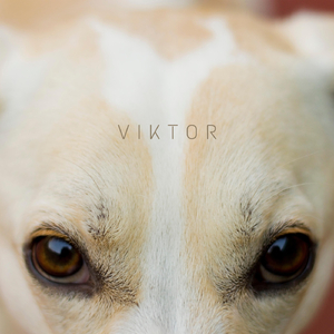 Viktor