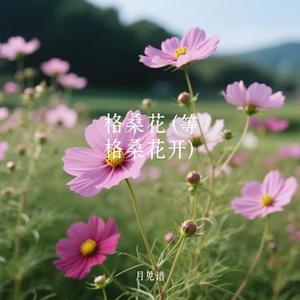格桑花  (等格桑花开) (Cover 陳鴨梨Charlie)