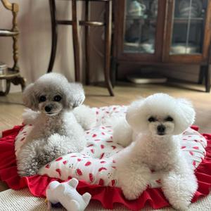 뽀미의 특별한선물