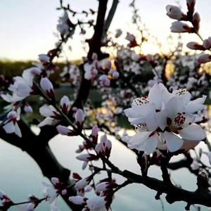 萱草花（日文版）