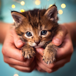 Eyes Wide At Midnight