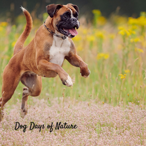 The Orchestra of Nature's Song