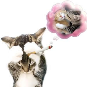 Perdonxno ser lo q tu quieres