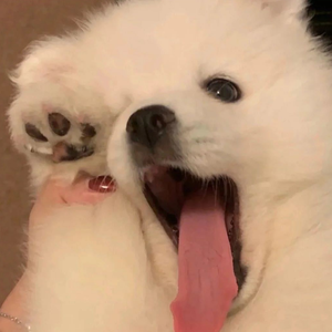 新泰东（林越南 remix）