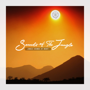 Calm Jungle Sound Nights