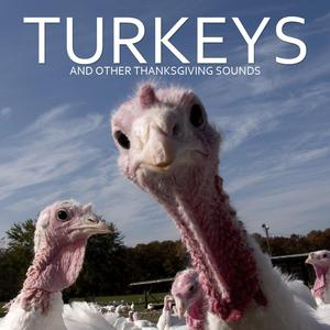 Turkey Farm Soundscape