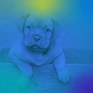 Harp Music Soundtrack for Resting Pups