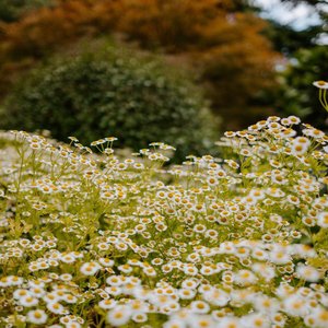 Letter to Mama (Remix)