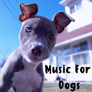 Pet Music