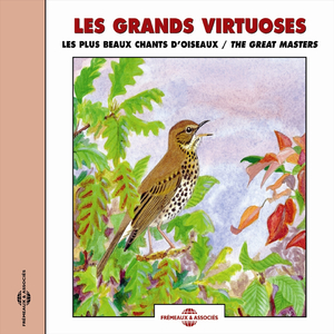 Fauvette des jardins