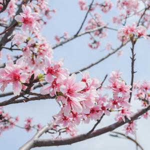 桃花谣
