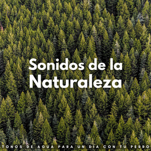 Agua Que Fluye Y Colas Meneadas