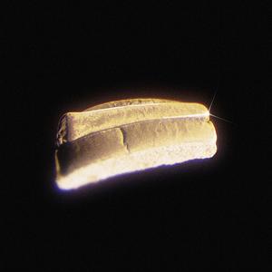 The Golden Dog