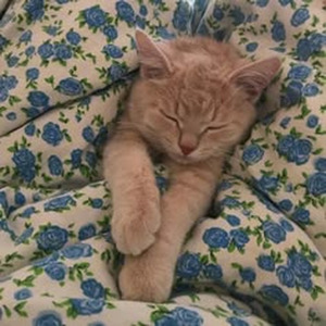 **** Tha Police (slowed)