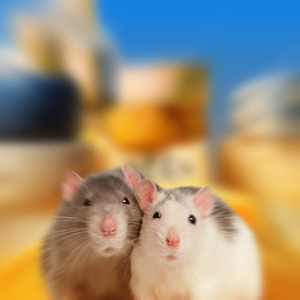 camundongo-queijo (Instrumental)