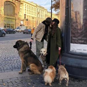 鸽子（翻自 杨宗纬）