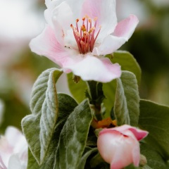 痴情的人伤心的泪