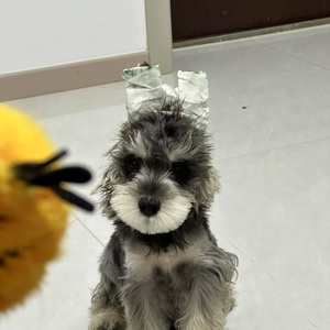 思念如梦