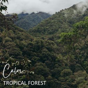 Tropical Forest