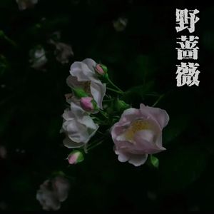 野蔷薇（prod AMPLE-MUSIC)