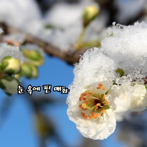 눈 속에 핀 매화