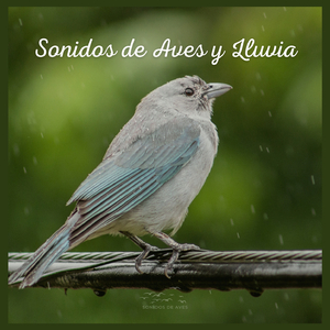 Sonidos de Aves y Lluvia (P89)