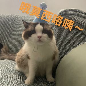 火烧的寂寞（cover：夏夜风骤流尽雨）