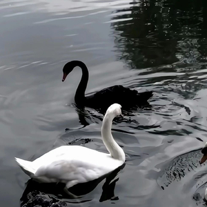 将私有浪漫公之于众