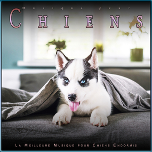 Musique pour Chiens
