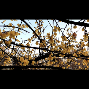 交响诗《大秦岭之歌》7.wav