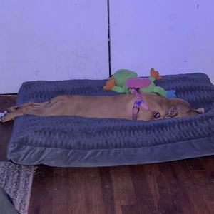 chase him (feat. DXCM, PBG Teebandz, Tra5ive & Dayv33)