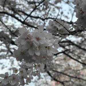 Malibu Pussy (feat. Eingel the Healer & icicle)